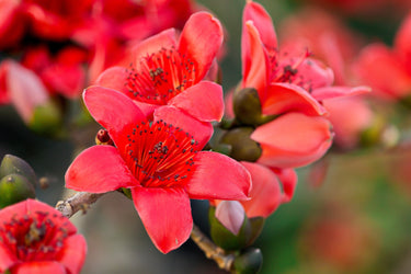 10 RED SILK COTTON Tree Bombax Ceiba Kapok Tropical Flower Seeds